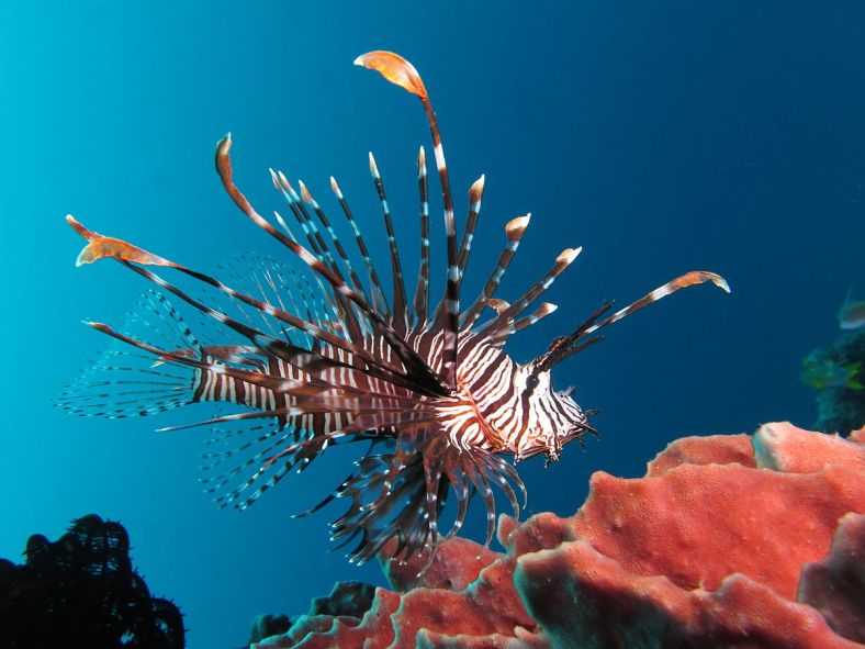 1200px-Red_lionfish_near_Gilli_Banta_Island