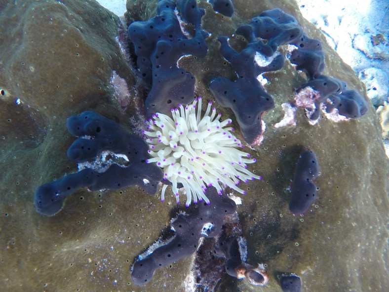 DCIM100GOPROGOPR0039.