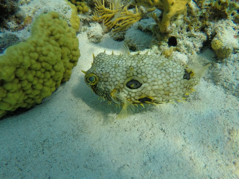 DCIM100GOPROGOPR0042.