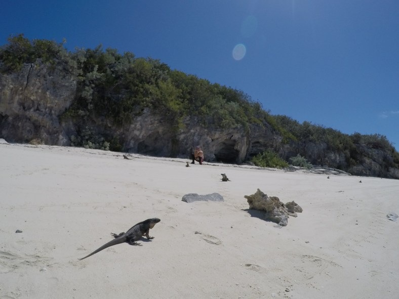 DCIM100GOPROGOPR0095.