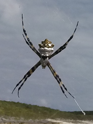 DCIM100GOPROGOPR0111.